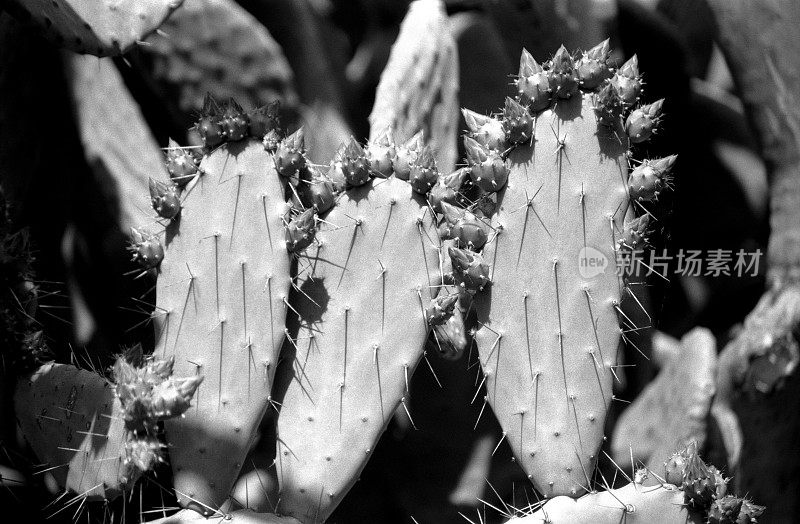 巴巴里无花果， 奥朋蒂亚菲库斯 - 因迪卡